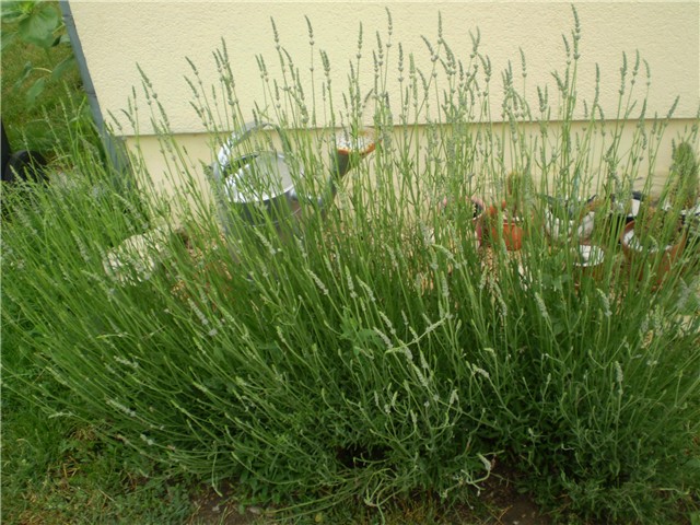 lavanda